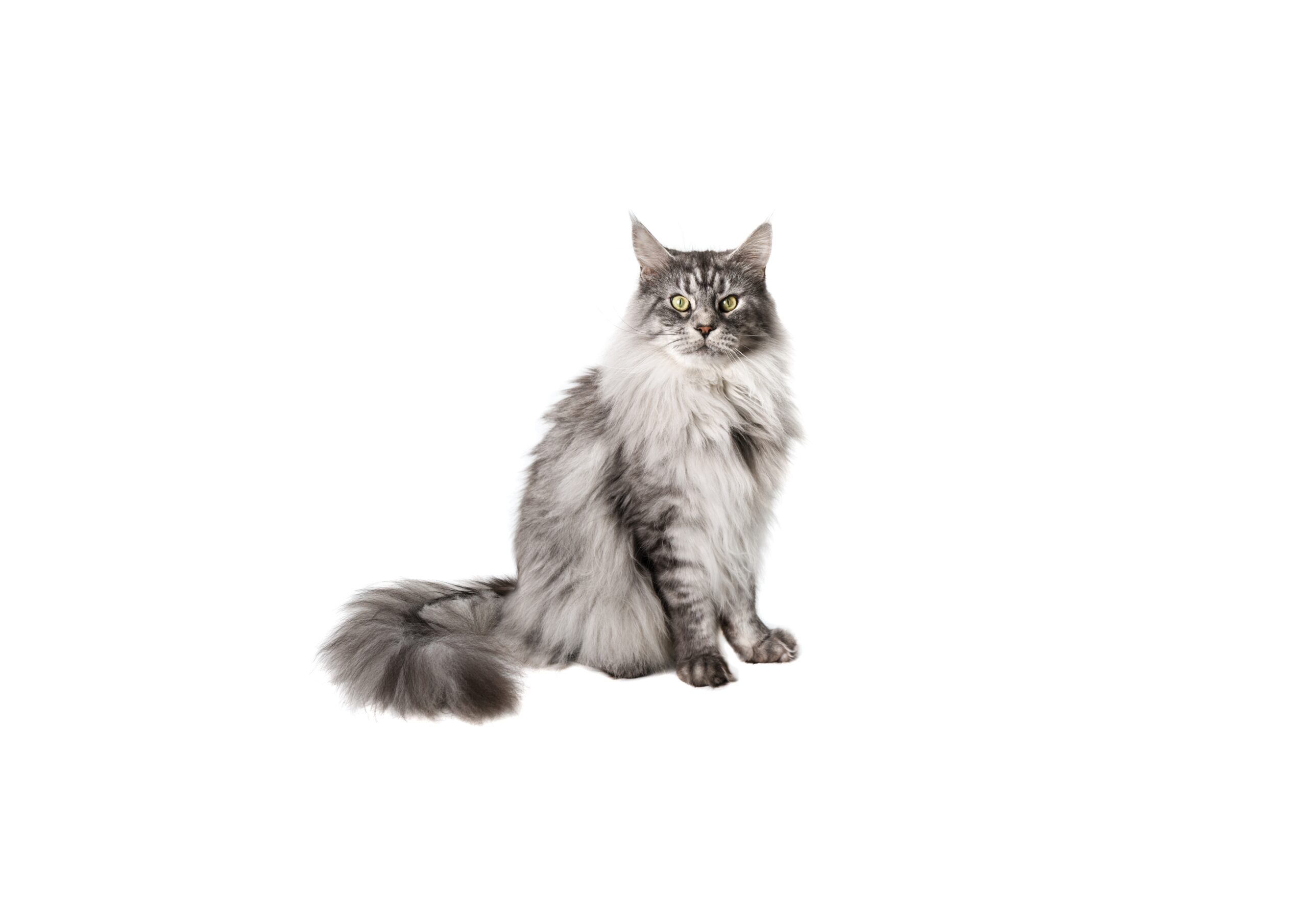 kittens for sale online USA, Maine Coon Kittens For Sale