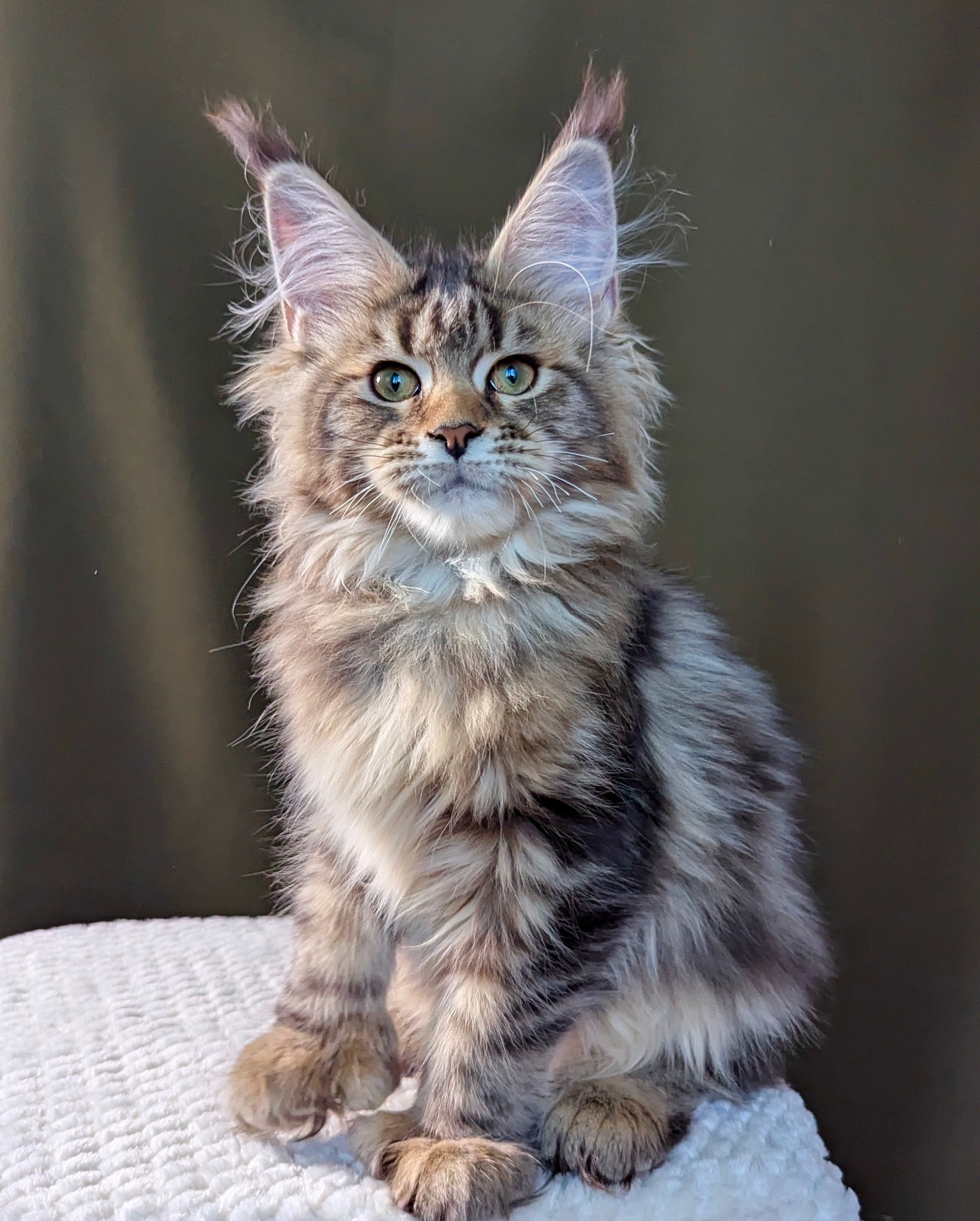 available kittens for sale in the USA, Maine Coon Kittens for Sale near Me