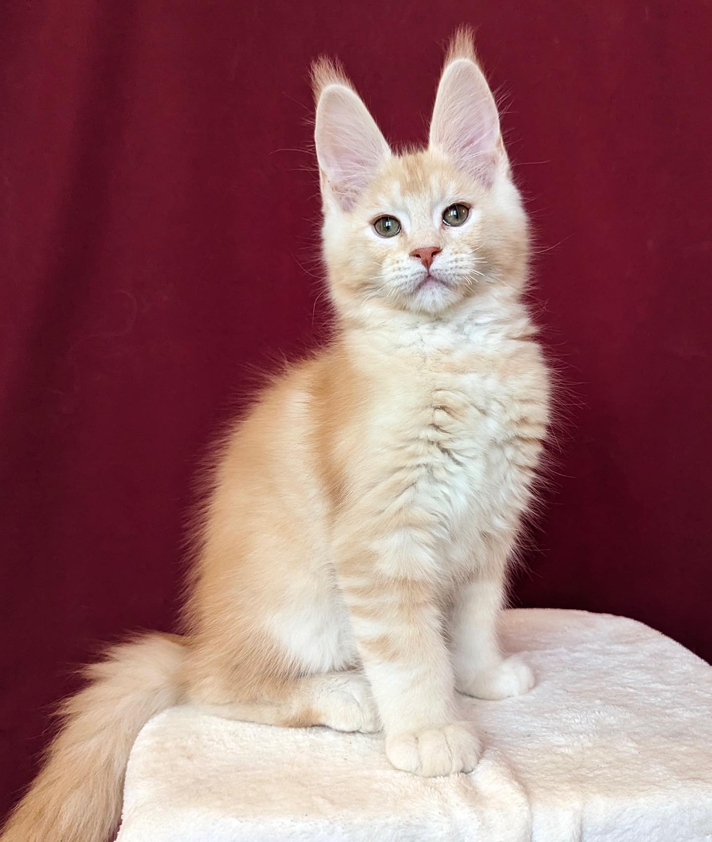 Maine Coon Kittens for Sale near Me