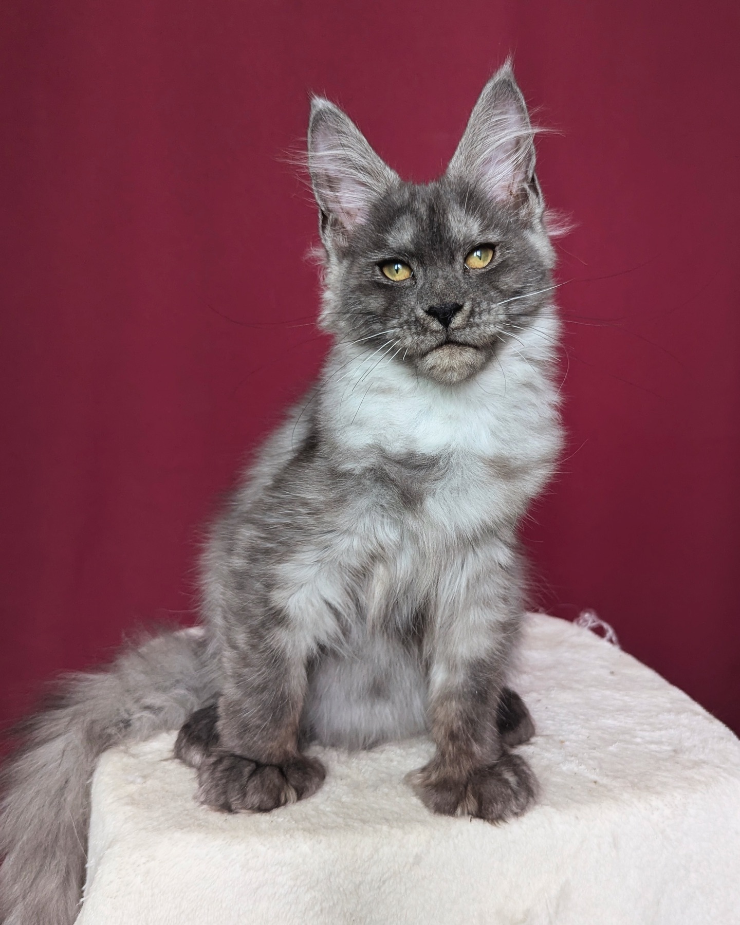 Maine Coon Kittens for Sale Near Me Available Maine Coon kitten for sale in the USA