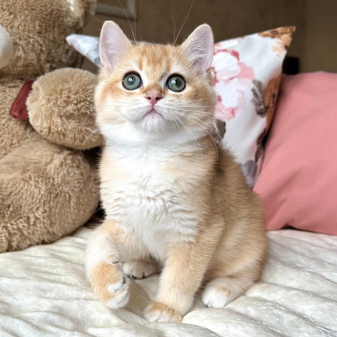 British Shorthair kittens for sale in the USA