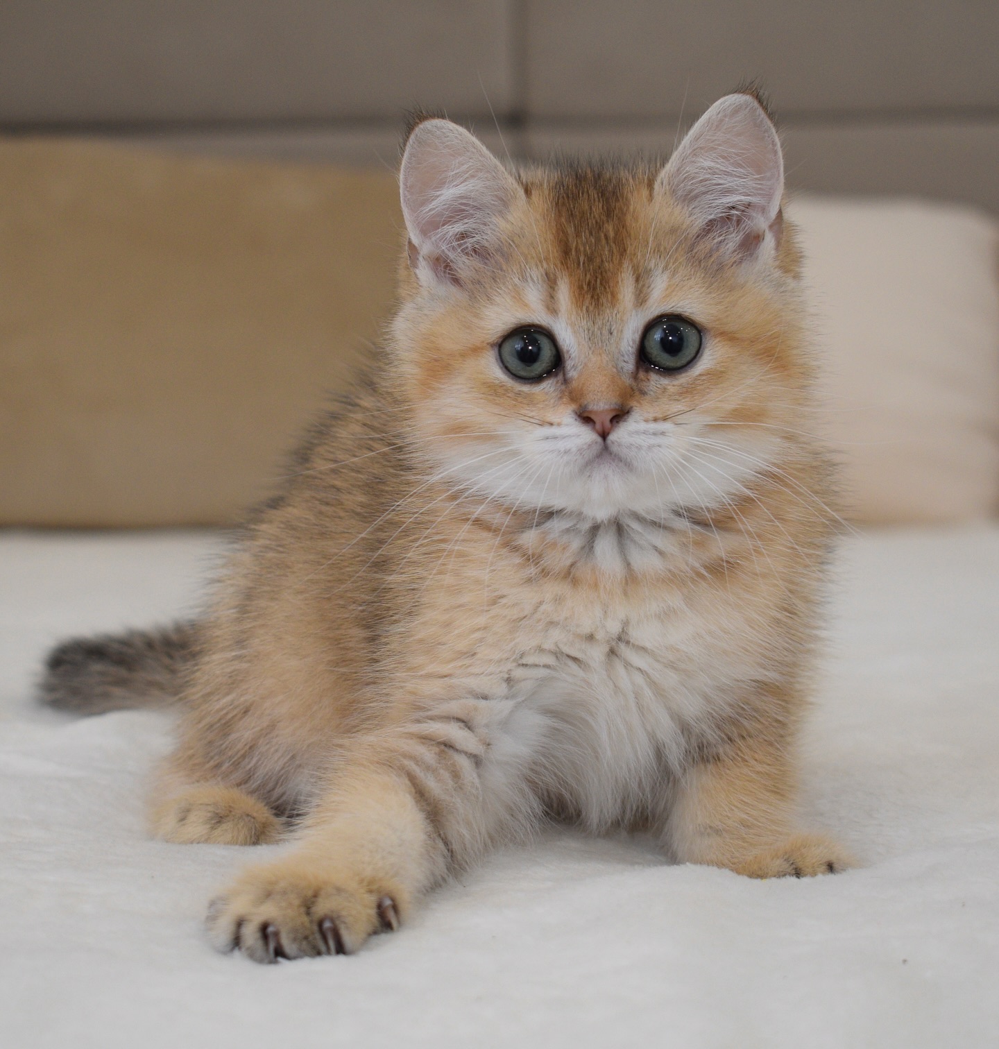 British Shorthair kittens for sale in the USA.