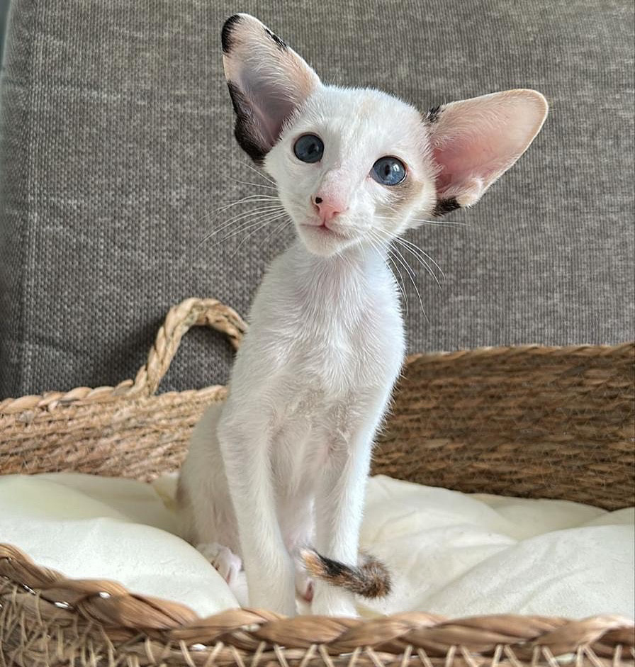 Oriental Shorthair kittens for sale Oriental Shorthair kittens for sale near me Affordable Oriental Shorthair kittens for sale Where to buy Oriental Shorthair kittens Reputable Oriental Shorthair breeders Oriental Shorthair kittens with papers Oriental Shorthair kittens ready to go home