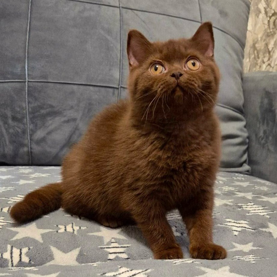 British Shorthair kittens for sale in the USA