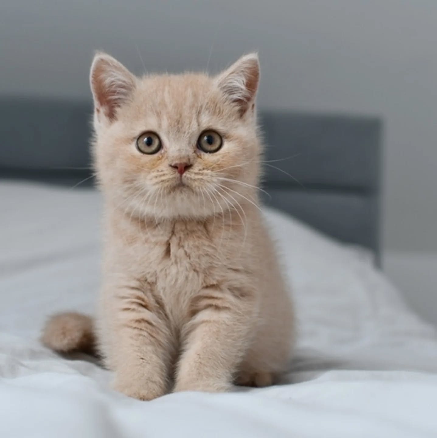 British Shorthair kittens for sale in the USA