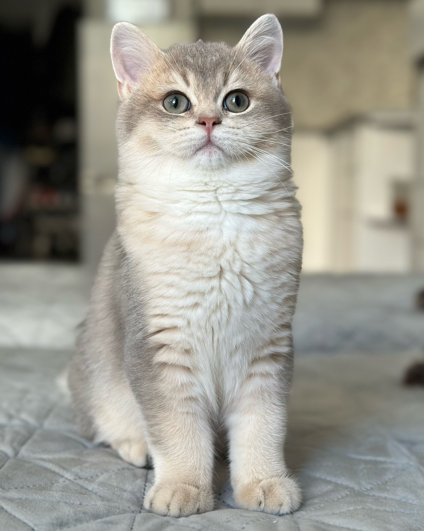British Shorthair kitten for sale