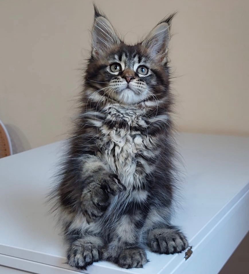 Maine Coon Kittens for Sale Near Me