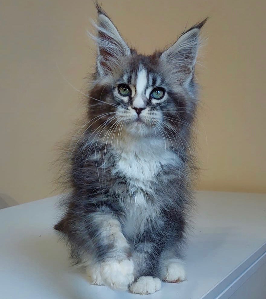 Maine Coon Kittens for Sale Near Me