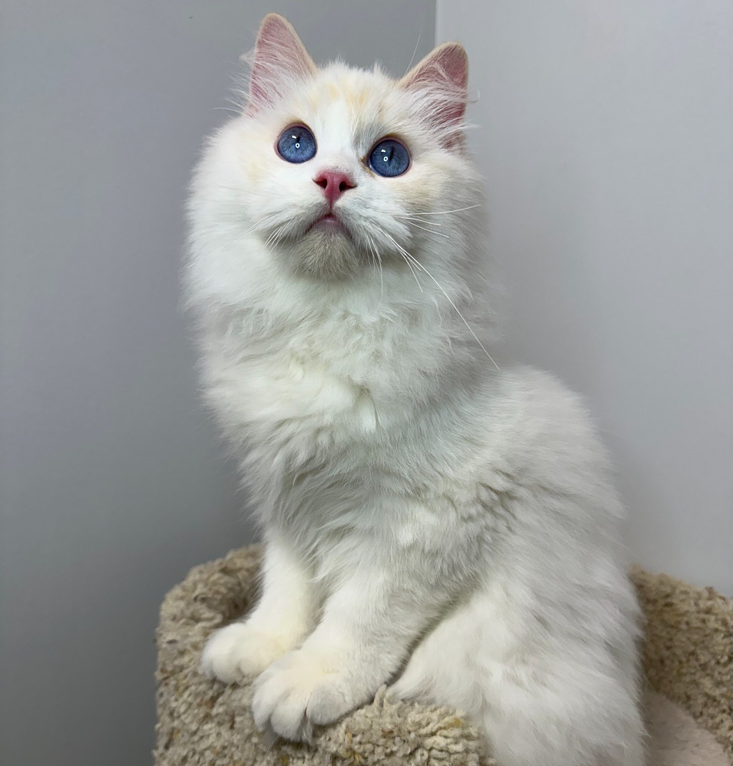 Adorable Ragdoll kitten available in Long Island New York Available Ragdoll kitten for sale in the USA