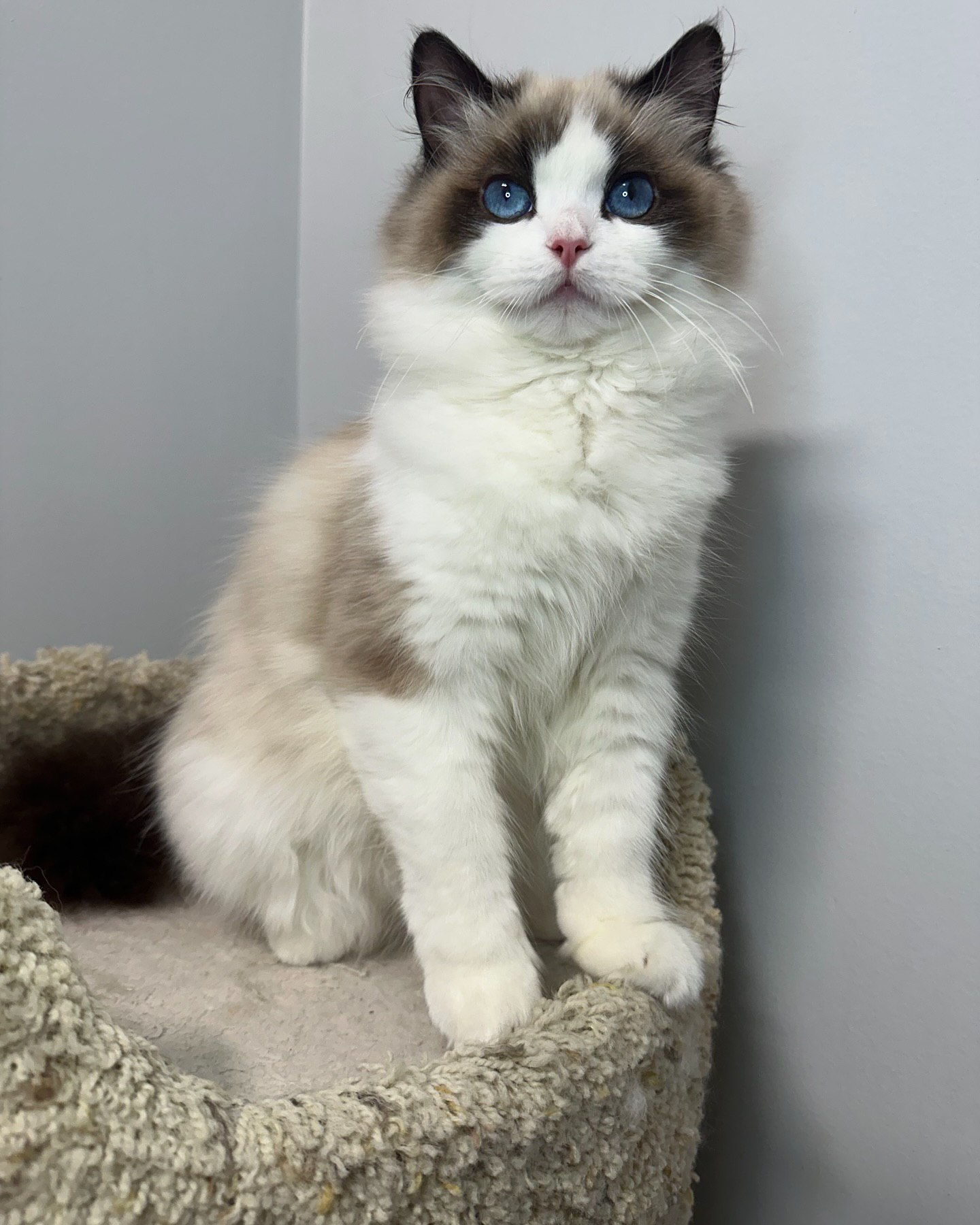 Available Ragdoll kitten for sale in the USA Playful seal point Ragdoll kitten for adoption in Texas