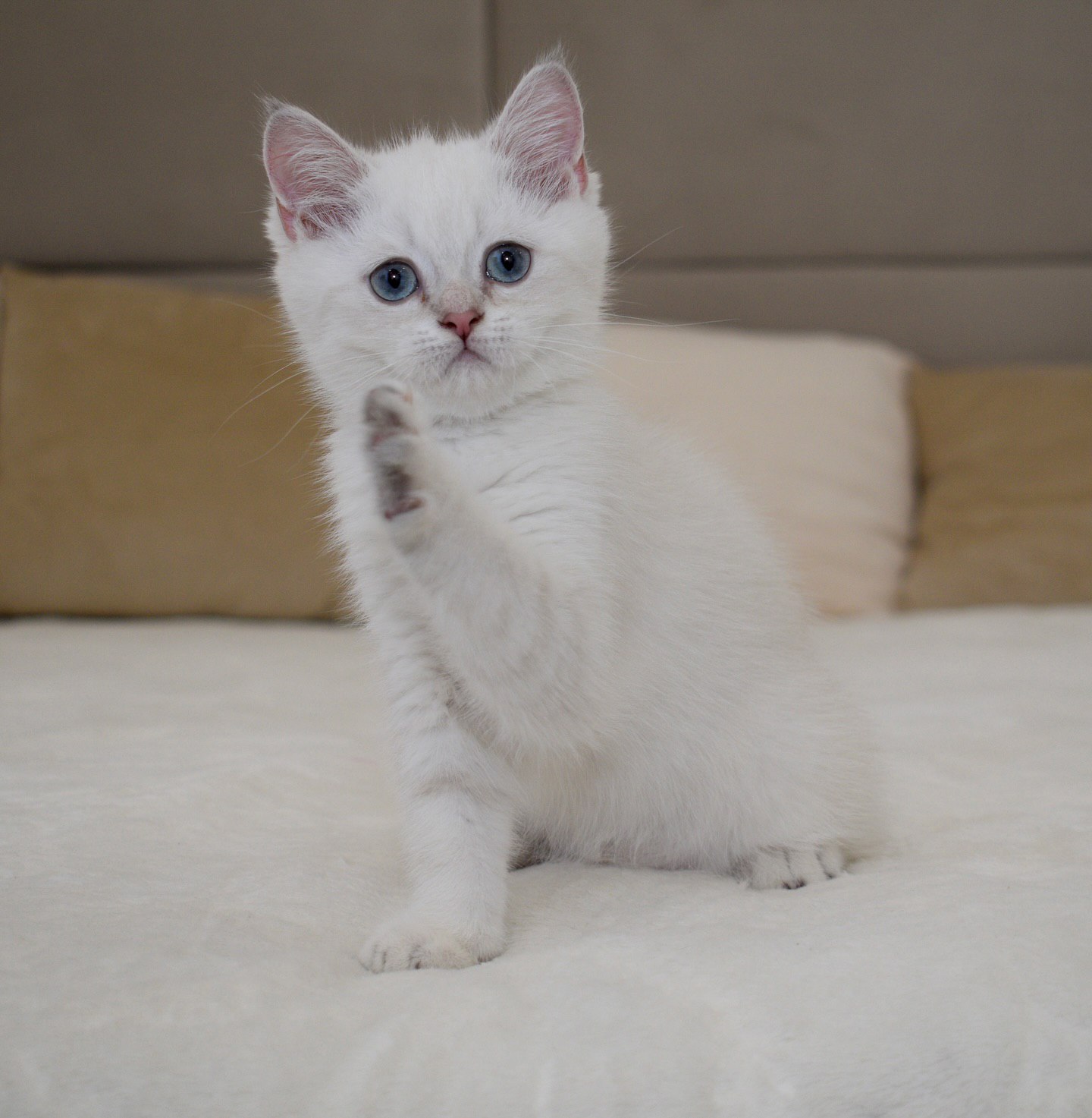 British Shorthair kittens for sale in the USA.
