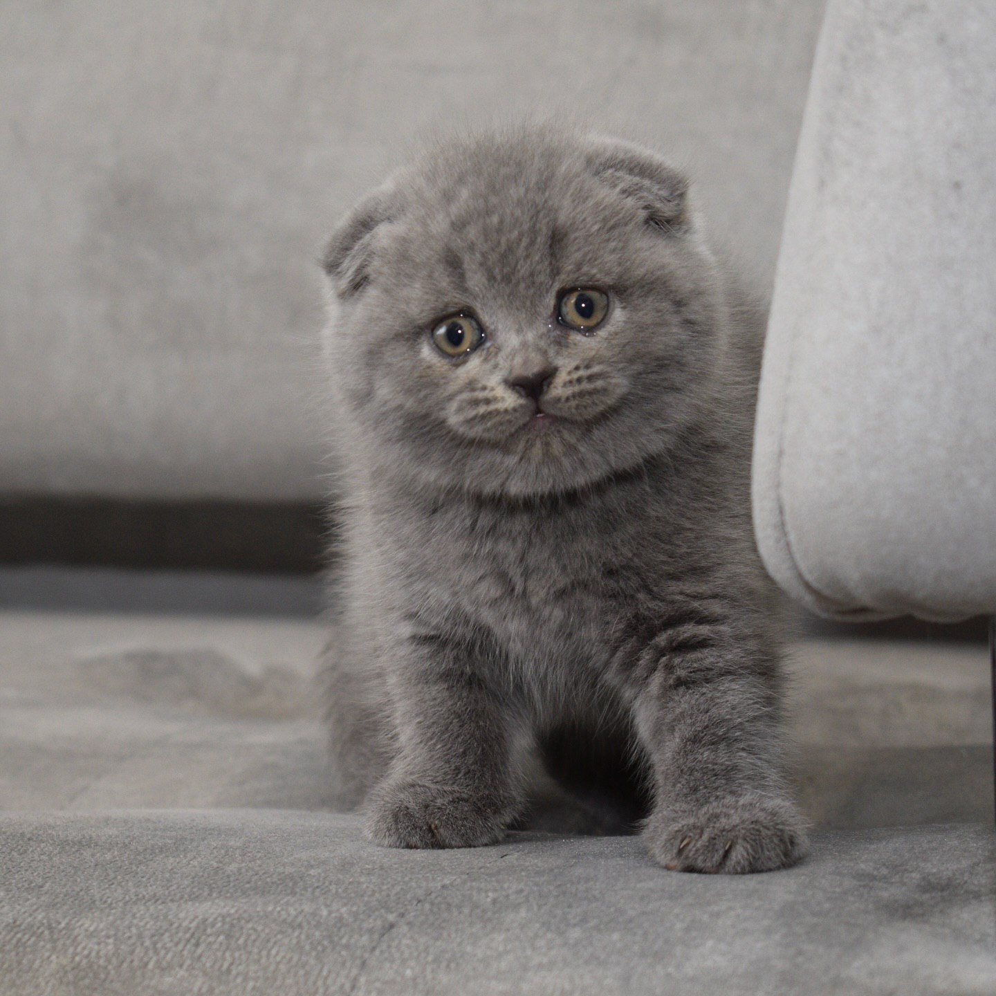 Healthy Scottish Fold kitten available in the USA