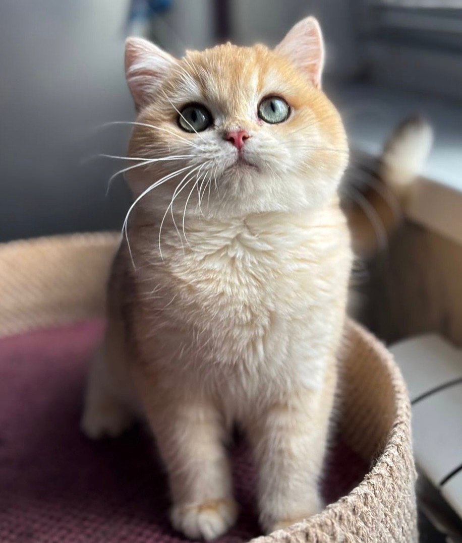 British Shorthair kitten for sale