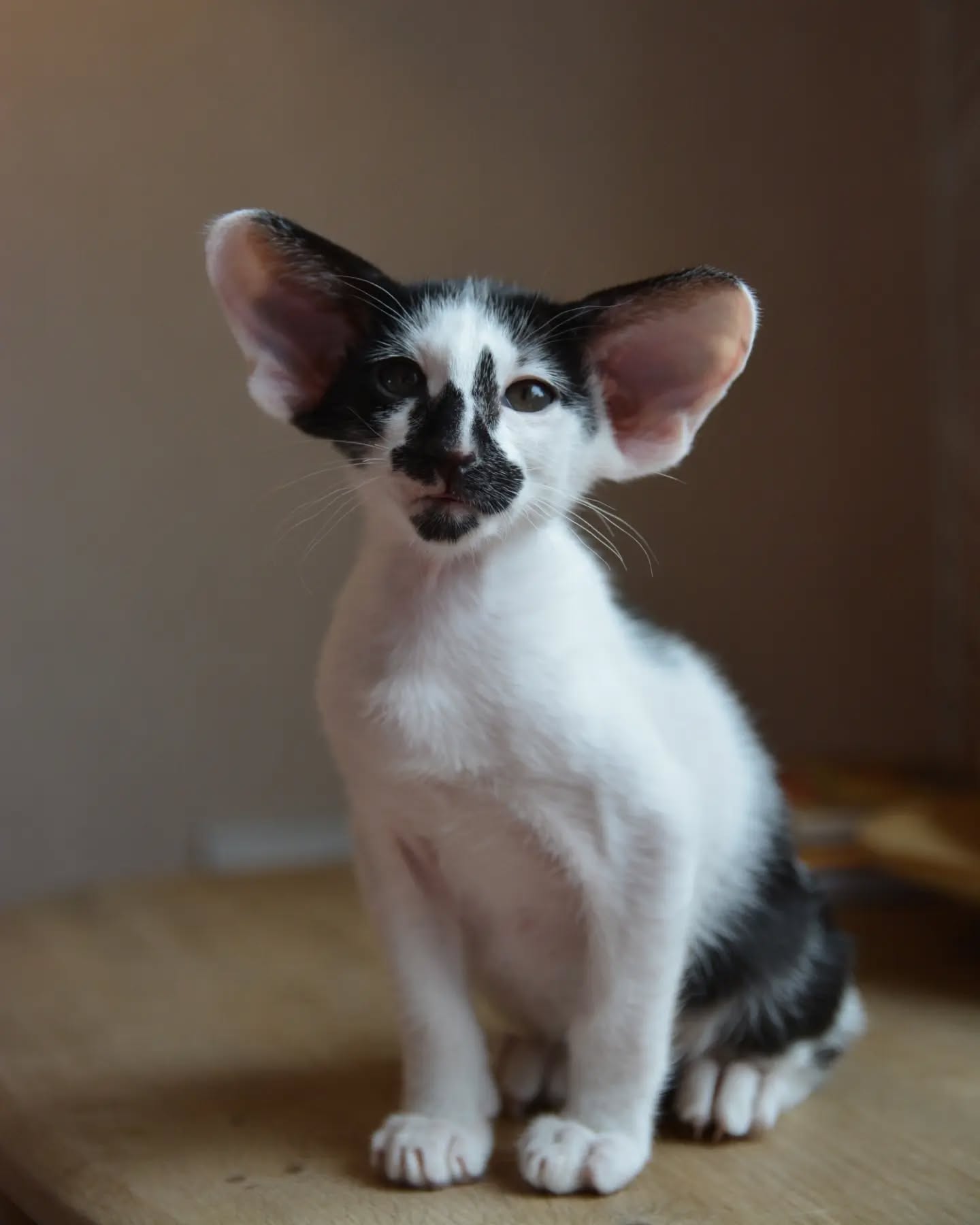 Oriental Shorthair kittens for sale Oriental Shorthair kittens for sale near me Affordable Oriental Shorthair kittens for sale Where to buy Oriental Shorthair kittens Reputable Oriental Shorthair breeders Oriental Shorthair kittens with papers Oriental Shorthair kittens ready to go home