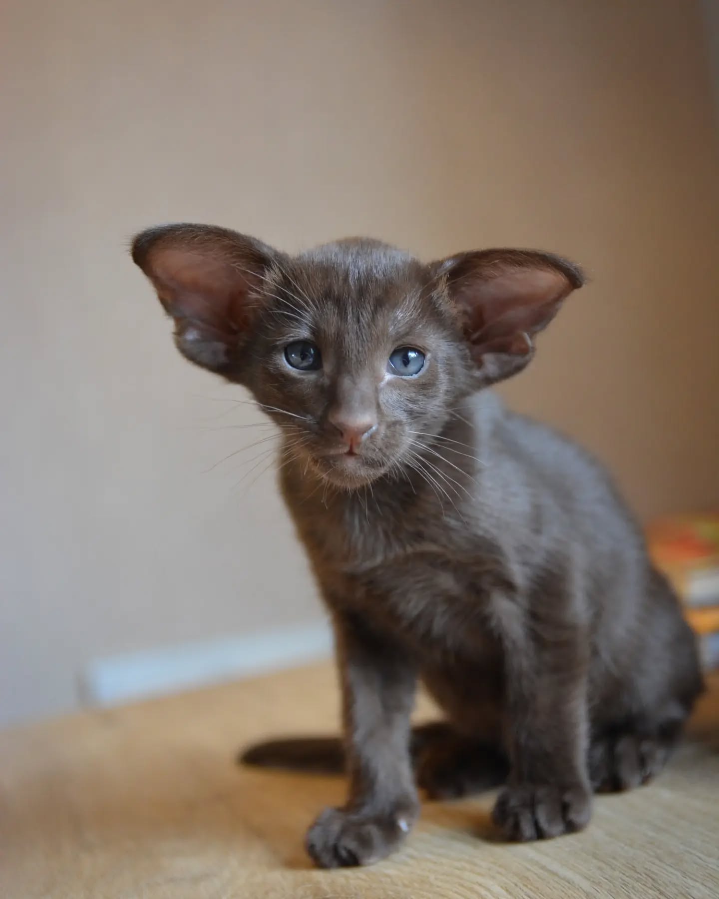 Oriental Shorthair kittens for sale Oriental Shorthair kittens for sale near me Affordable Oriental Shorthair kittens for sale Where to buy Oriental Shorthair kittens Reputable Oriental Shorthair breeders Oriental Shorthair kittens with papers Oriental Shorthair kittens ready to go home