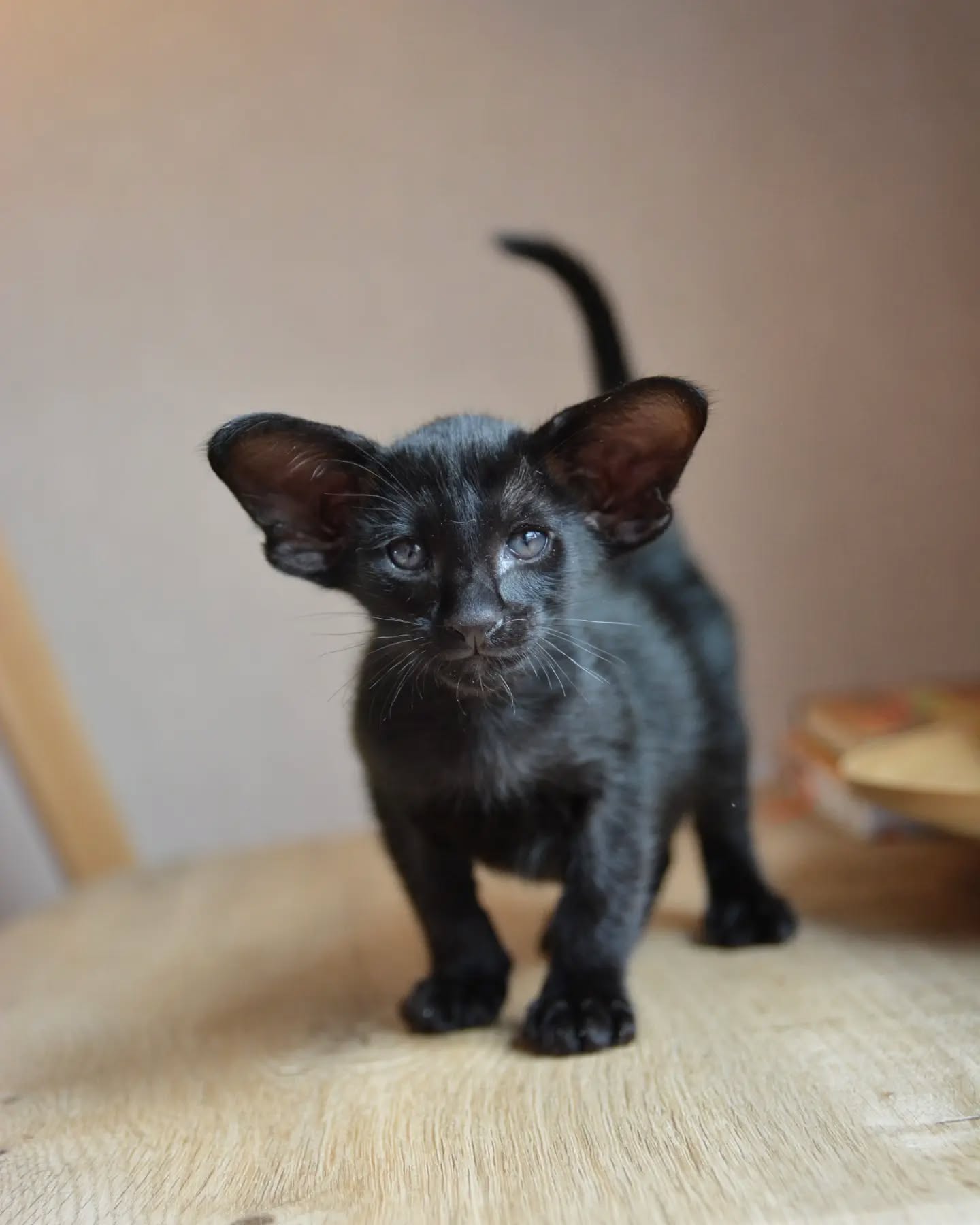 Oriental Shorthair kittens for sale Oriental Shorthair kittens for sale near me Affordable Oriental Shorthair kittens for sale Where to buy Oriental Shorthair kittens Reputable Oriental Shorthair breeders Oriental Shorthair kittens with papers Oriental Shorthair kittens ready to go home