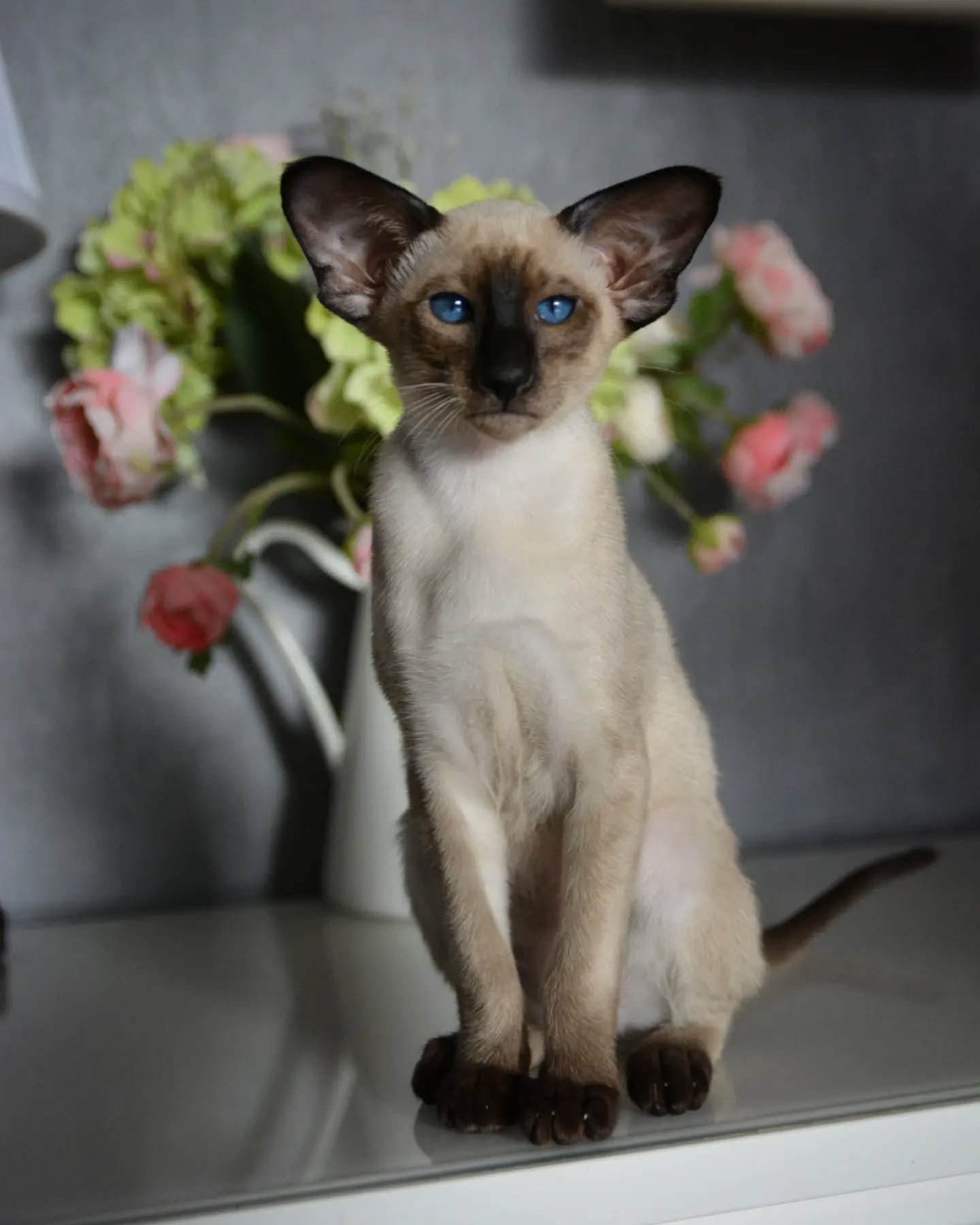 Oriental Shorthair kittens for sale Oriental Shorthair kittens for sale near me Affordable Oriental Shorthair kittens for sale Where to buy Oriental Shorthair kittens Reputable Oriental Shorthair breeders Oriental Shorthair kittens with papers Oriental Shorthair kittens ready to go home