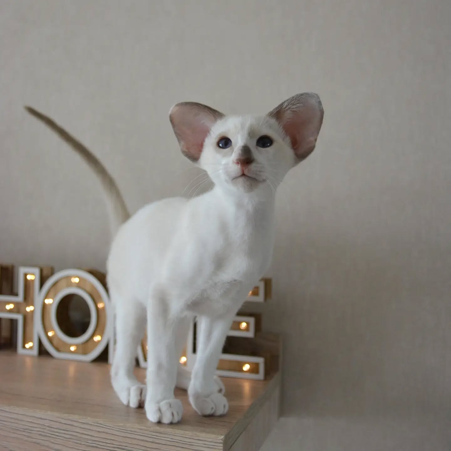 Oriental Shorthair kittens for sale Oriental Shorthair kittens for sale near me Affordable Oriental Shorthair kittens for sale Where to buy Oriental Shorthair kittens Reputable Oriental Shorthair breeders Oriental Shorthair kittens with papers Oriental Shorthair kittens ready to go home