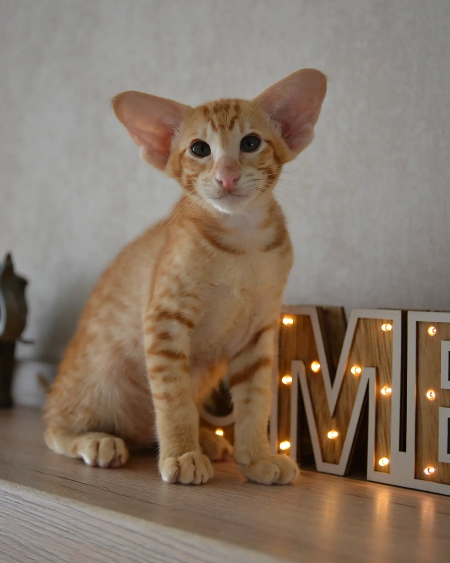 Oriental Shorthair kittens for sale