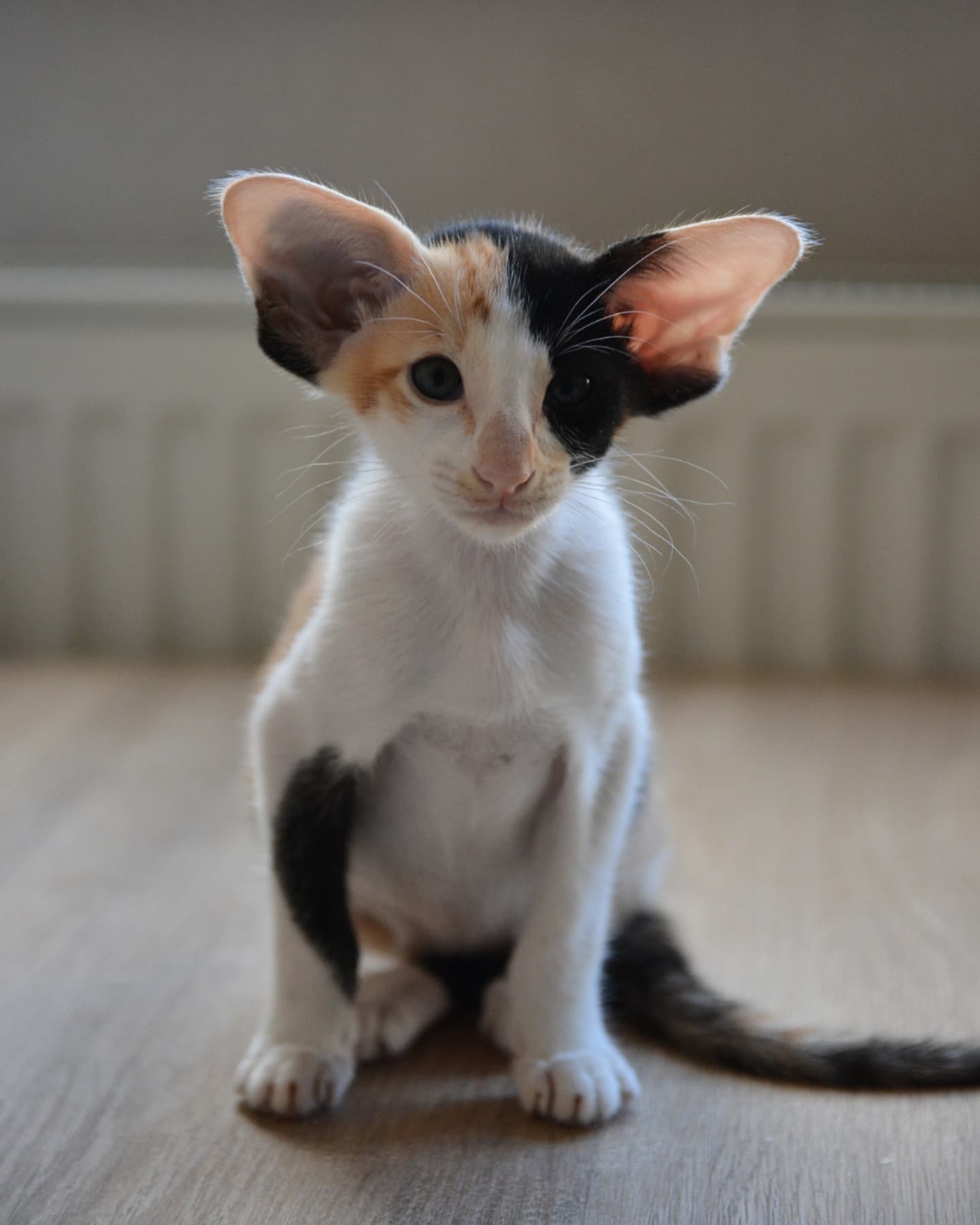 Oriental Shorthair kittens for sale Oriental Shorthair kittens for sale near me Affordable Oriental Shorthair kittens for sale Where to buy Oriental Shorthair kittens Reputable Oriental Shorthair breeders Oriental Shorthair kittens with papers Oriental Shorthair kittens ready to go home