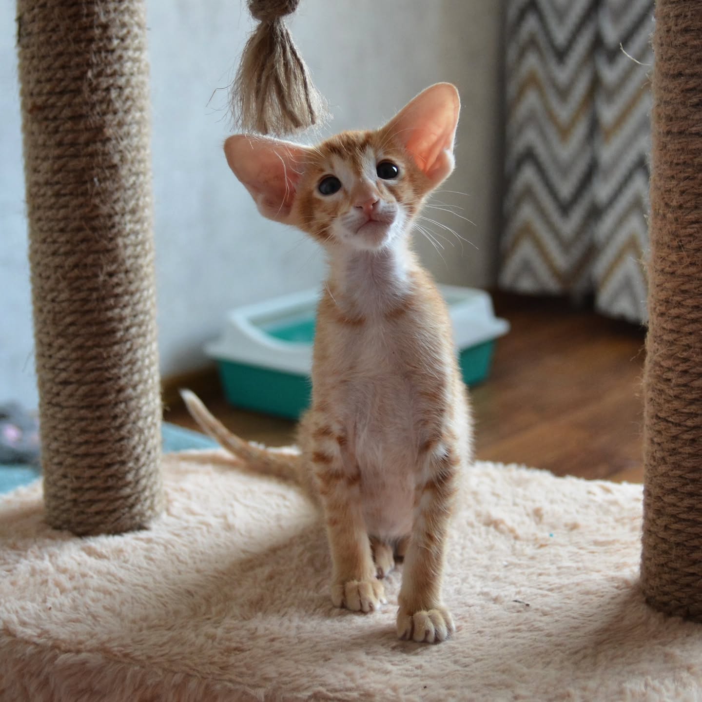Oriental Shorthair kittens for sale Oriental Shorthair kittens for sale near me Affordable Oriental Shorthair kittens for sale Where to buy Oriental Shorthair kittens Reputable Oriental Shorthair breeders Oriental Shorthair kittens with papers Oriental Shorthair kittens ready to go home