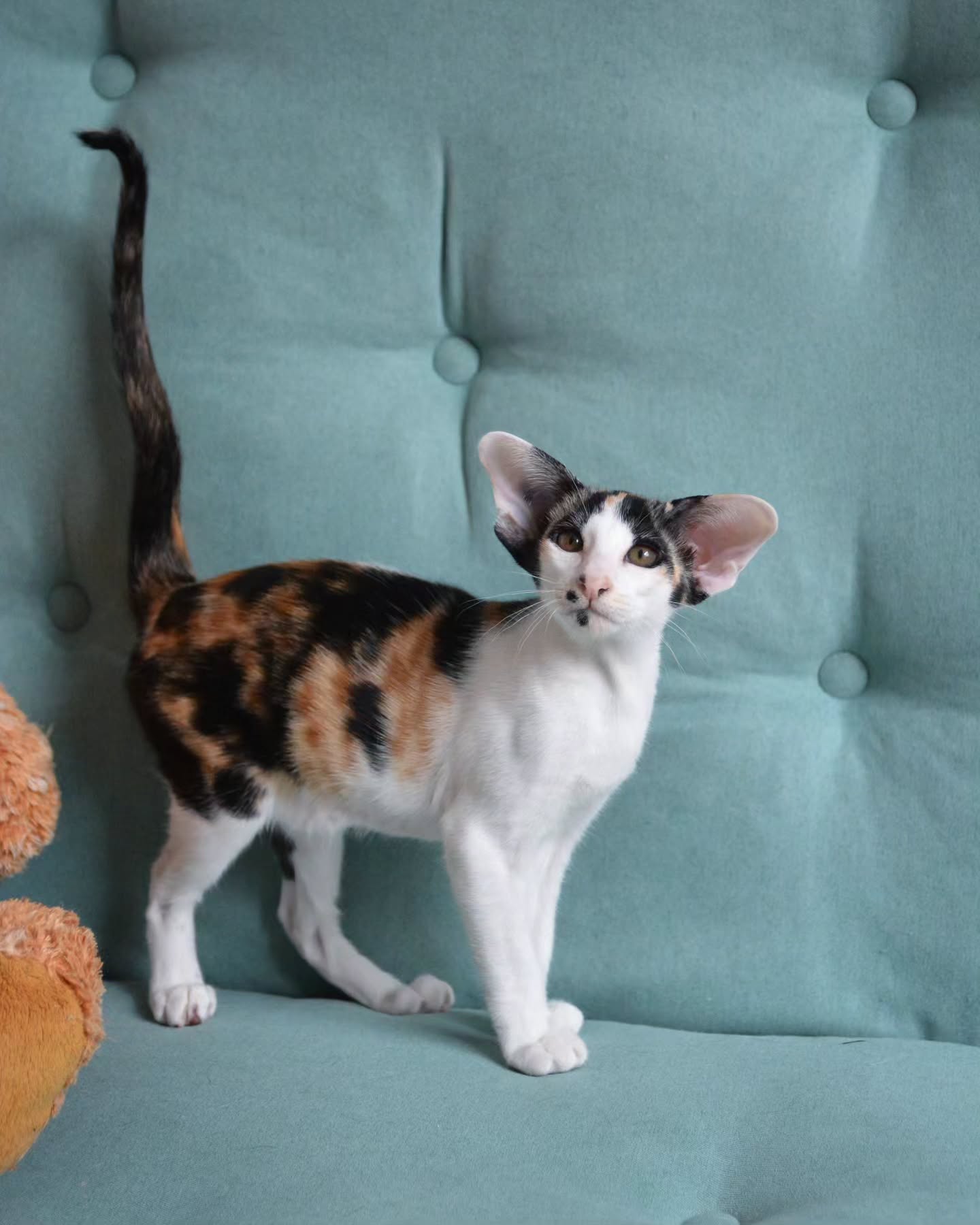 Oriental Shorthair kittens for sale Oriental Shorthair kittens for sale near me Affordable Oriental Shorthair kittens for sale Where to buy Oriental Shorthair kittens Reputable Oriental Shorthair breeders Oriental Shorthair kittens with papers Oriental Shorthair kittens ready to go home