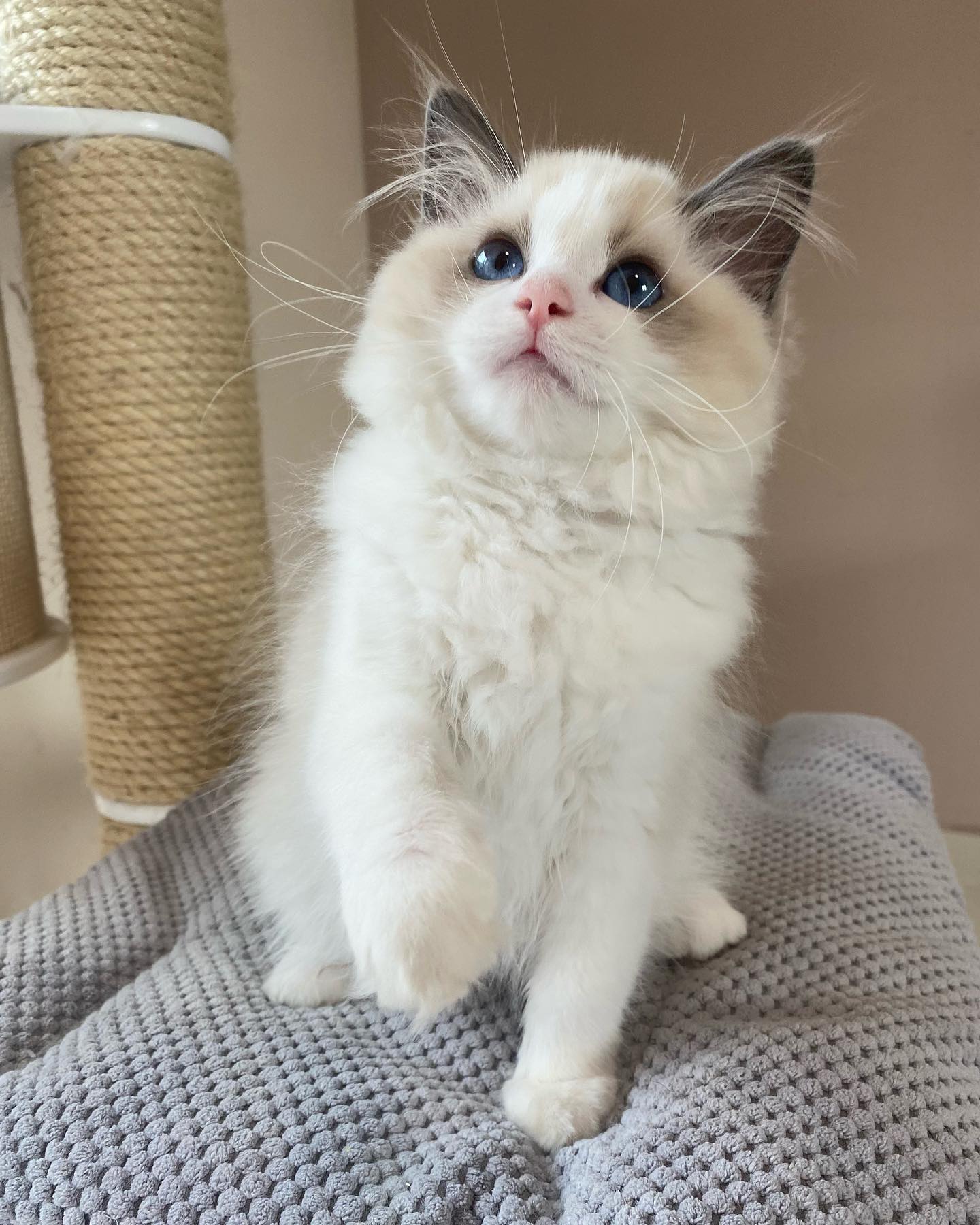 Sweet Ragdoll kitten with health guarantee in Florida