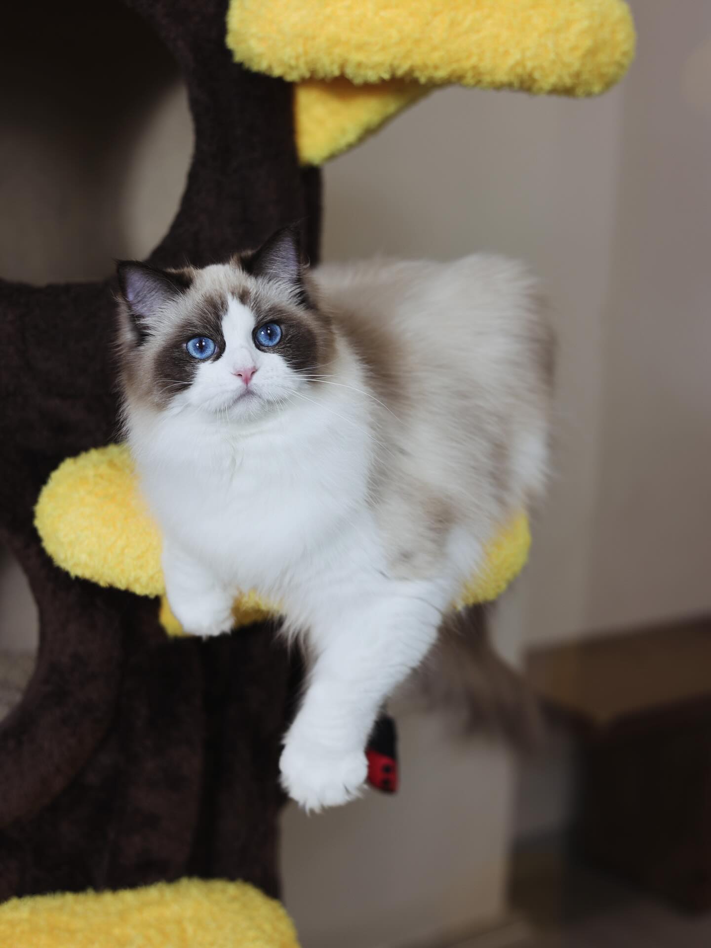 Purebred Ragdoll kitten with fluffy coat available in California