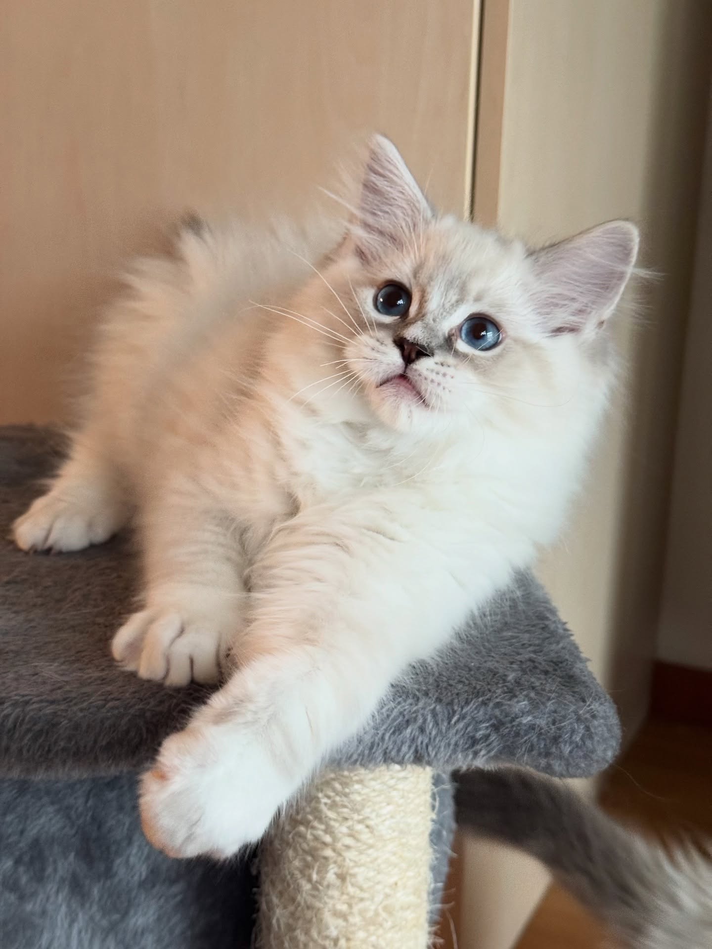 Ragdoll kitten for sale in Boston Massachusetts
