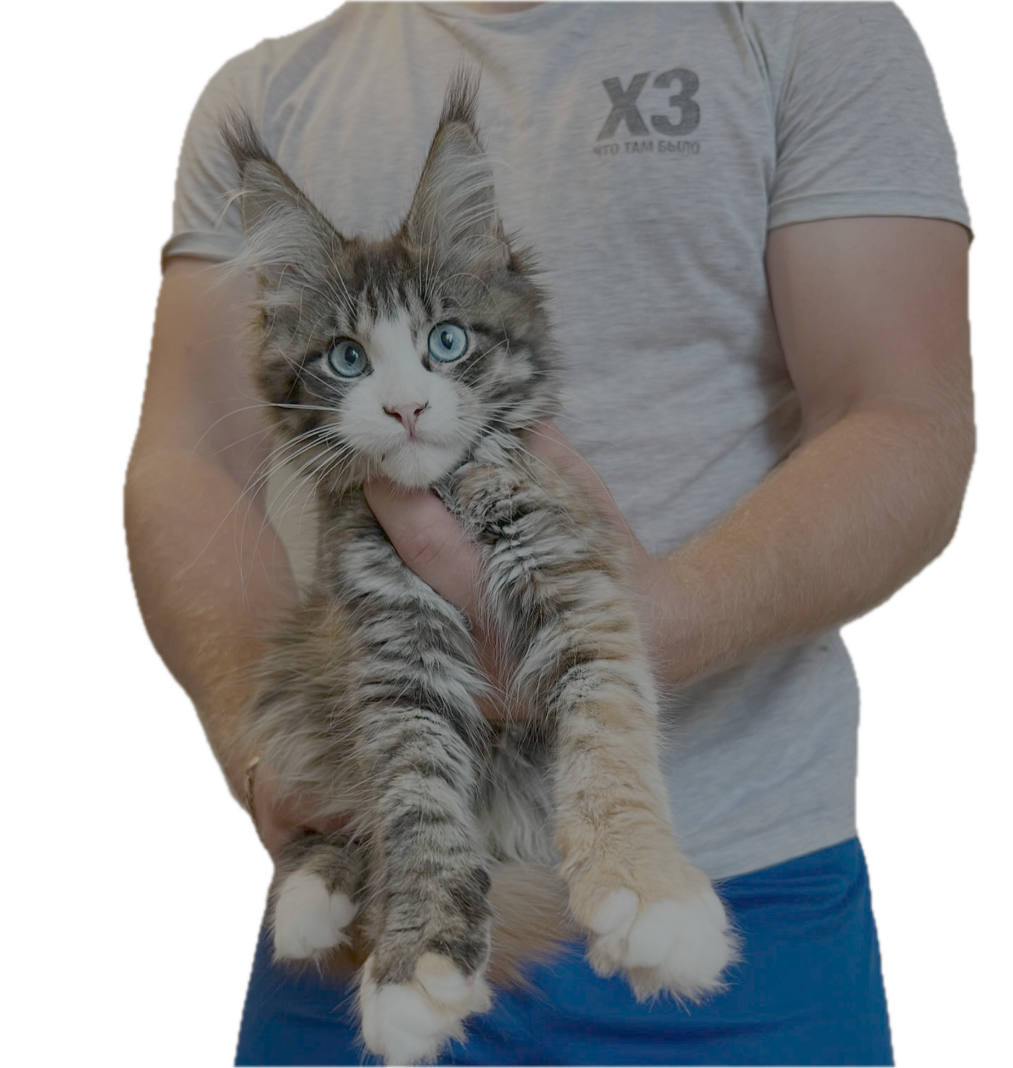 Kittens for Sale Online in the USA​