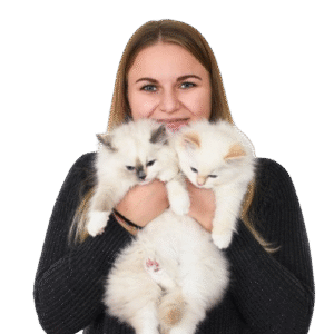 kittens for sale online USA