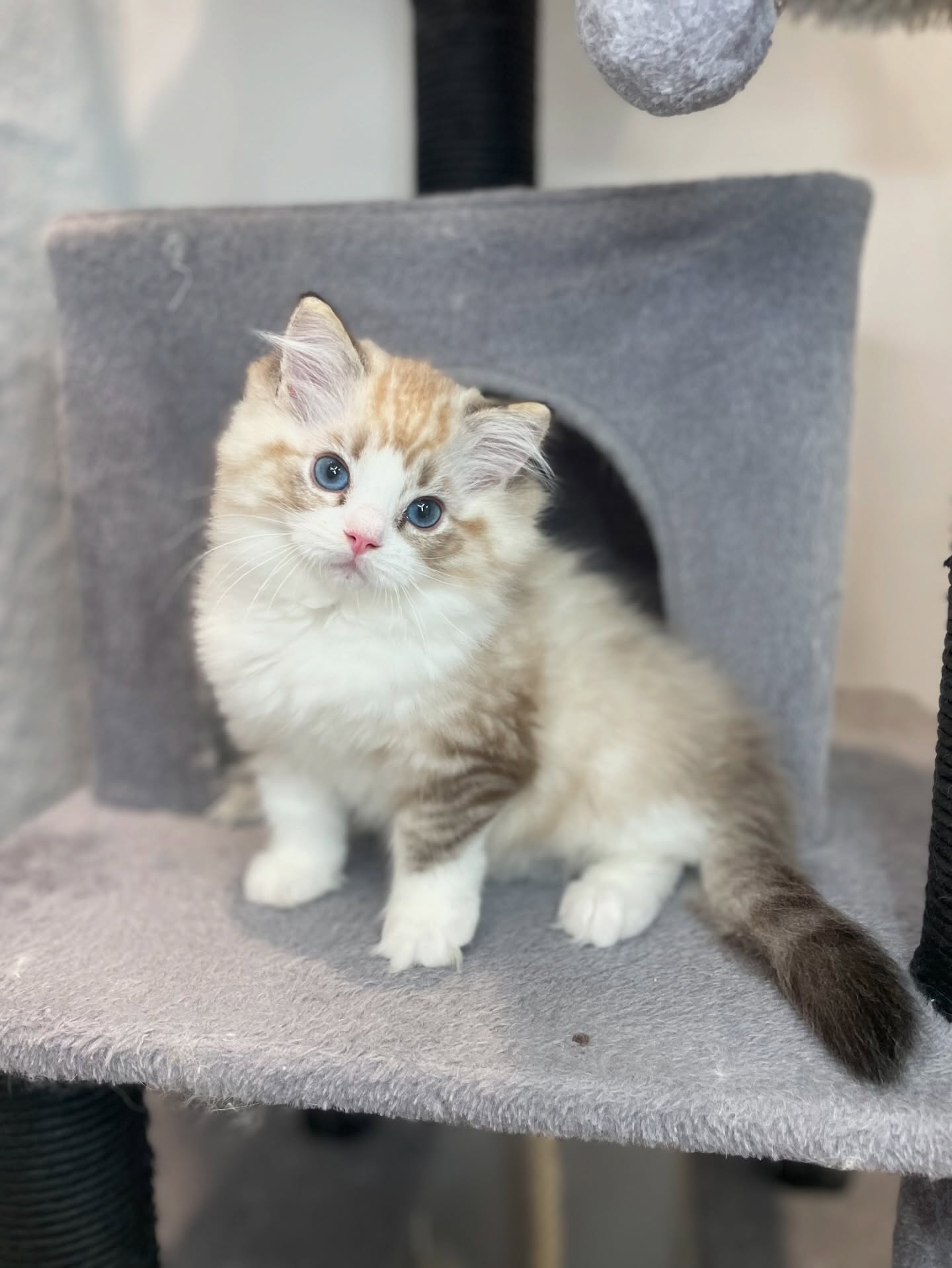 Healthy blue-eyed Ragdoll kitten for sale in USA